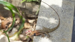 Monsoon Reptile Control: Expert Tips to Safeguard Your Garden